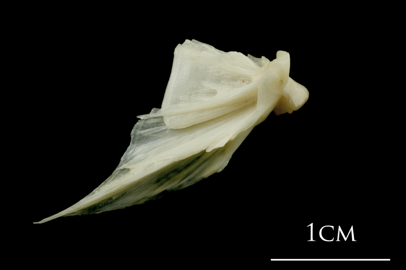 Haddock quadrate medial view