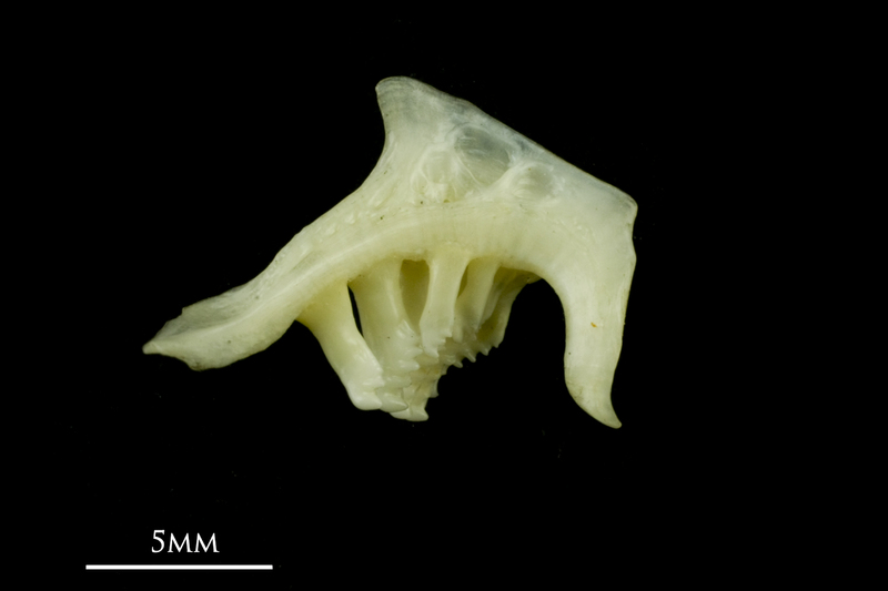 Rudd pharyngeal ventral view