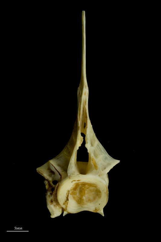 Common carp precaudal vertebra anterior view