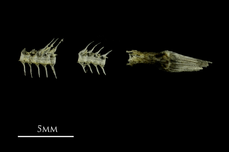 Three-spined stickleback vertebral column lateral view