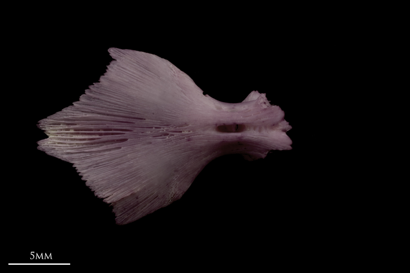 Wels catfish for assessment ventral view