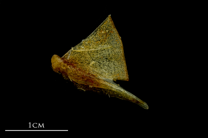 Atlantic mackerel quadrate lateral view