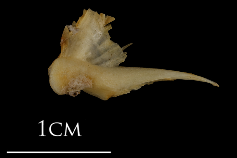 Shore rockling quadrate lateral view