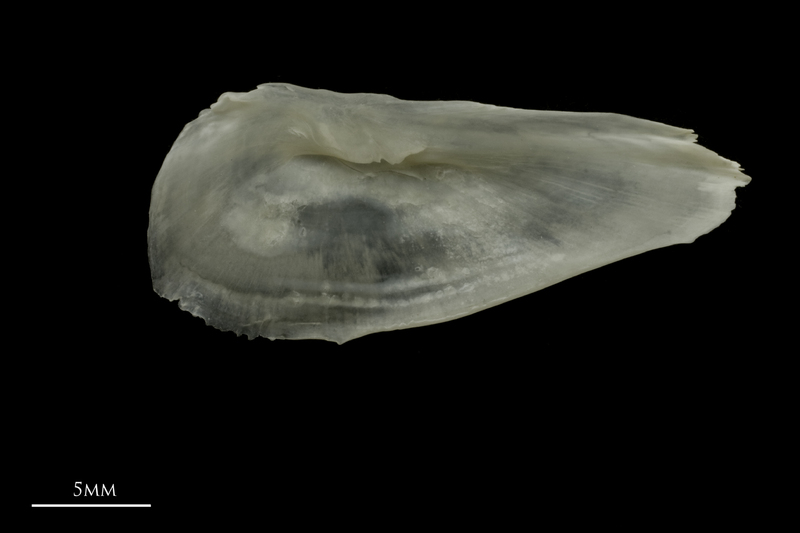 Zander interopercular medial view