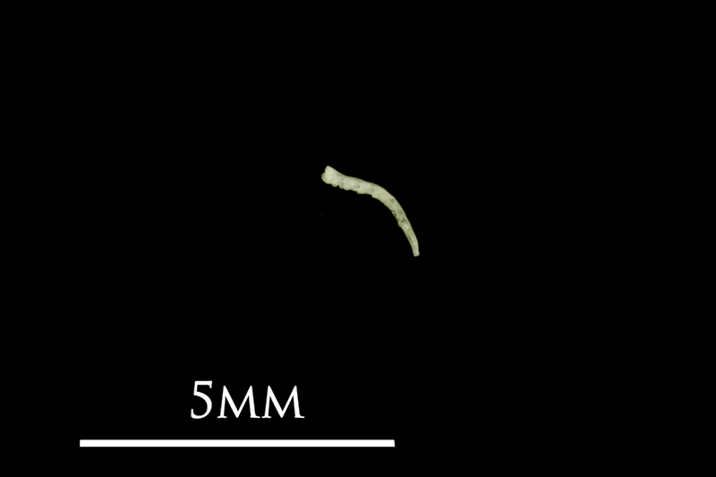 Butterfish pharyngeal lateral view