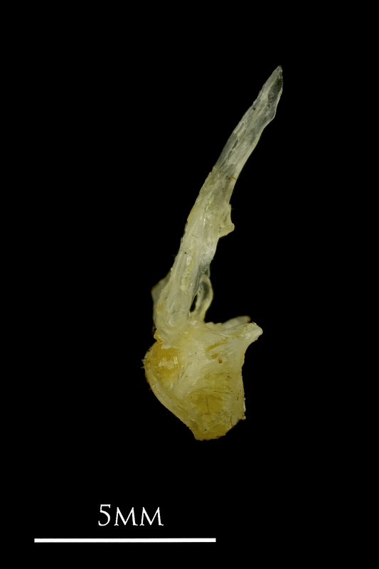 Ruffe first vertebra lateral view