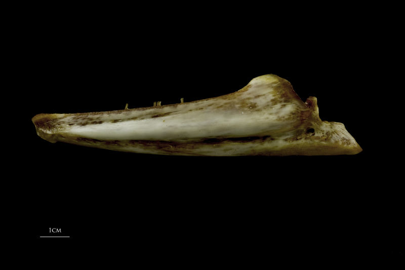 European conger dentary lateral view