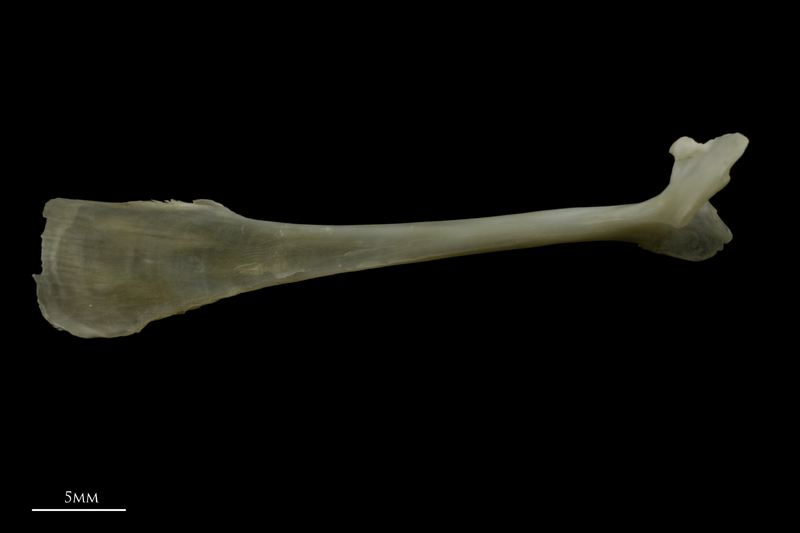 Zander maxilla medial view