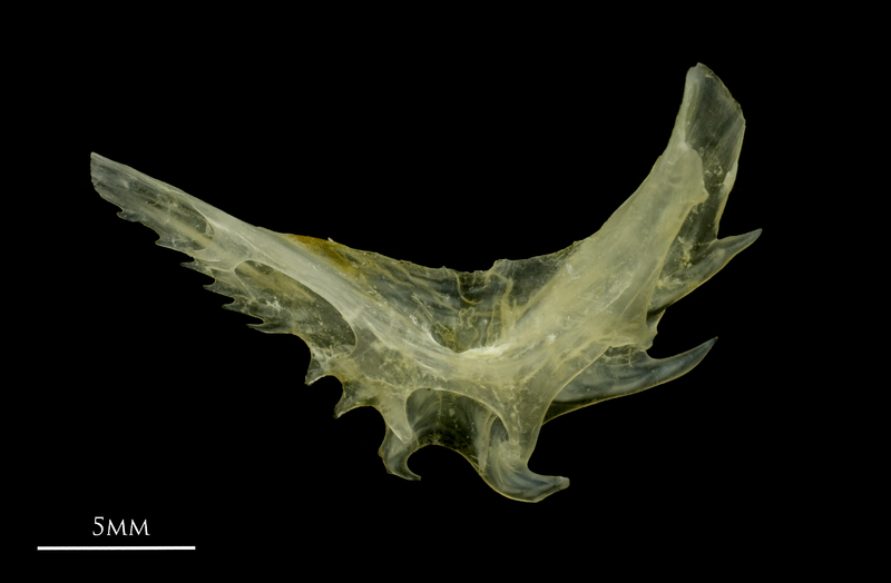 Ruffe preopercular lateral view