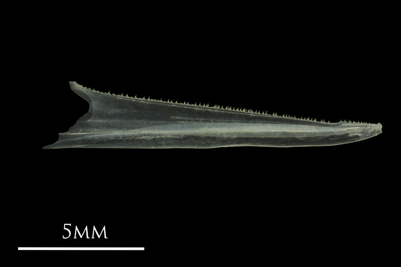 European anchovy dentary medial view