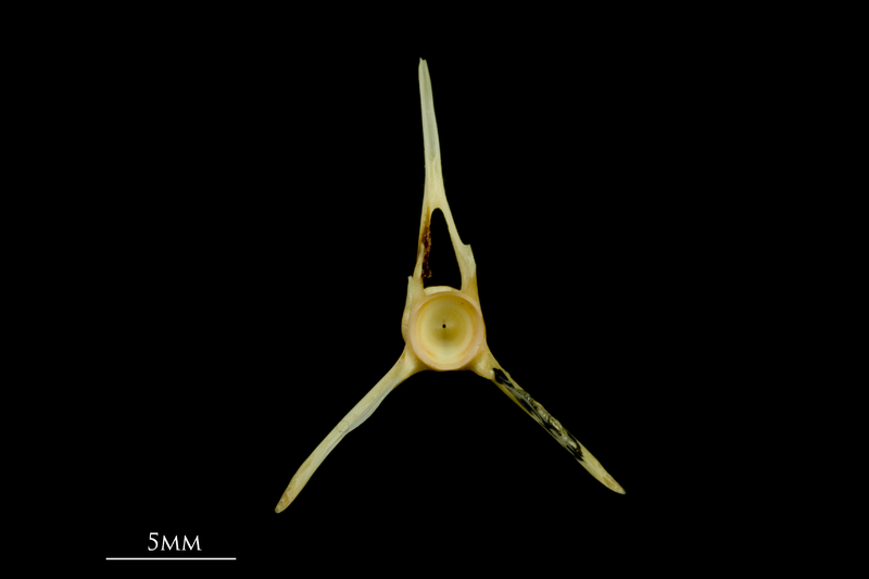 Greater forkbeard precaudal vertebra anterior view