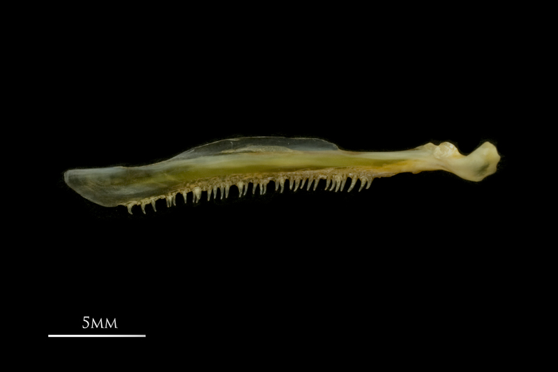 European smelt maxilla medial view