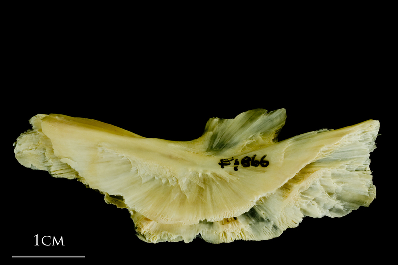 Atlantic cod preopercular lateral view