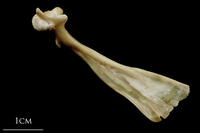 Turbot maxilla medial view