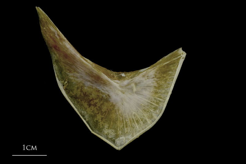 Spanish mackerel preopercular medial view