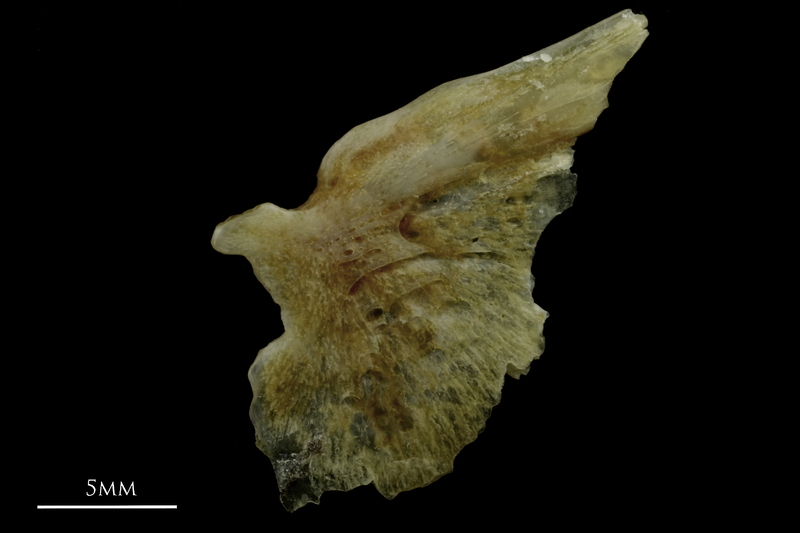 Couch's seabream opercular lateral view