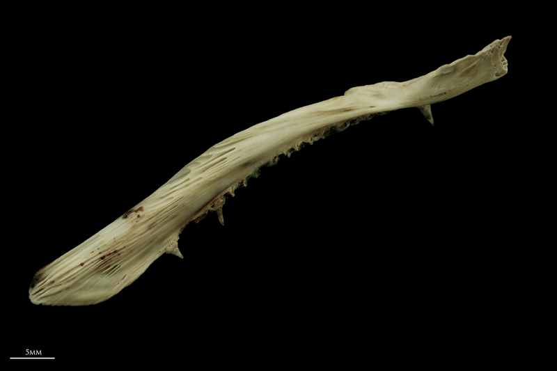 Atlantic salmon maxilla medial view