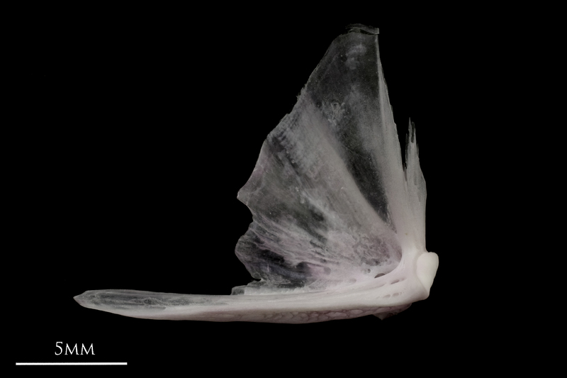 Parrot fish quadrate medial view