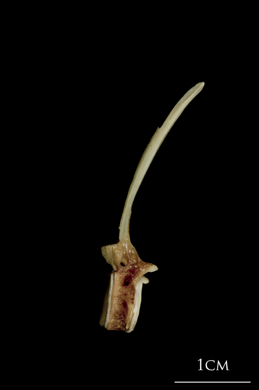 Turbot first vertebra lateral view