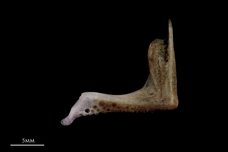 Red seabream premaxilla medial view