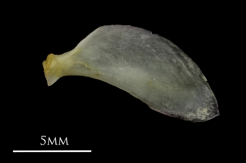 European eel opercular lateral view