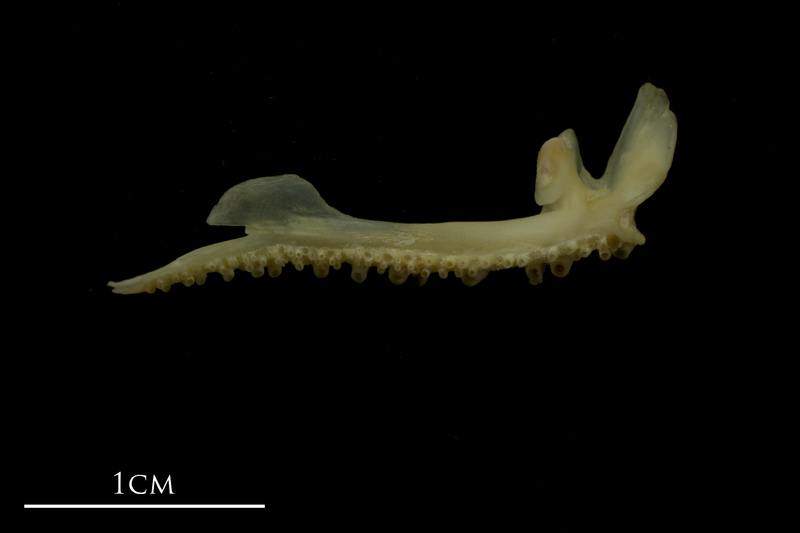 Bib premaxilla medial view