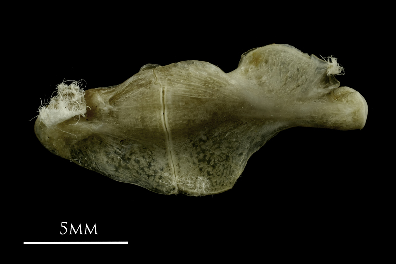 Common pandora ceratohyal epihyal complex medial view