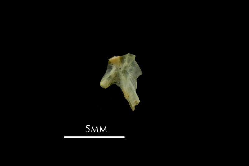 Bullhead hyomandibular medial view