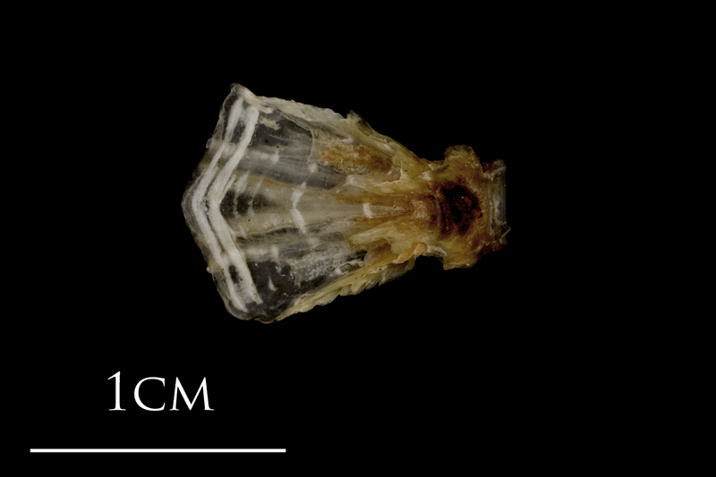 Sea scorpion basioccipital dorsal view