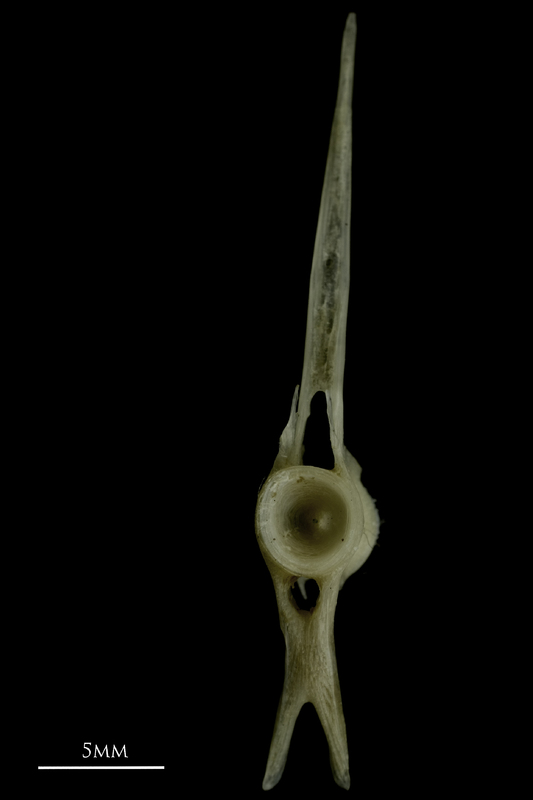 Common pandora precaudal vertebra anterior view