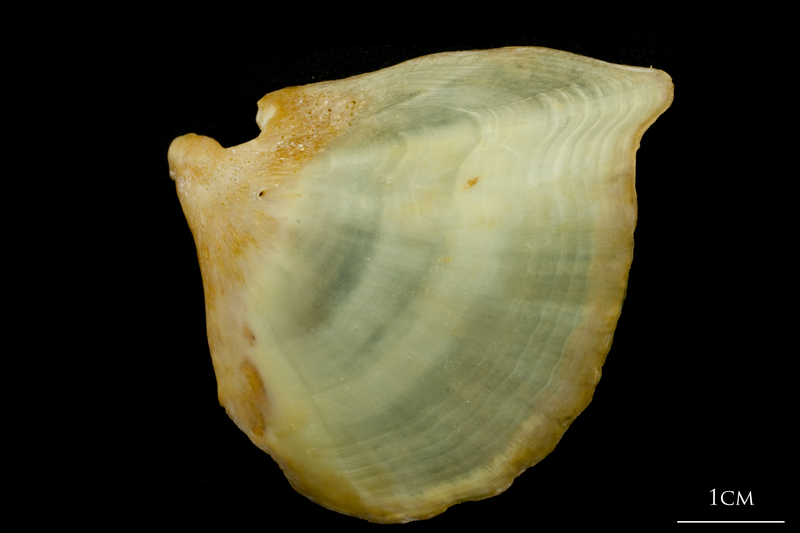 Thinlip grey mullet  opercular lateral view