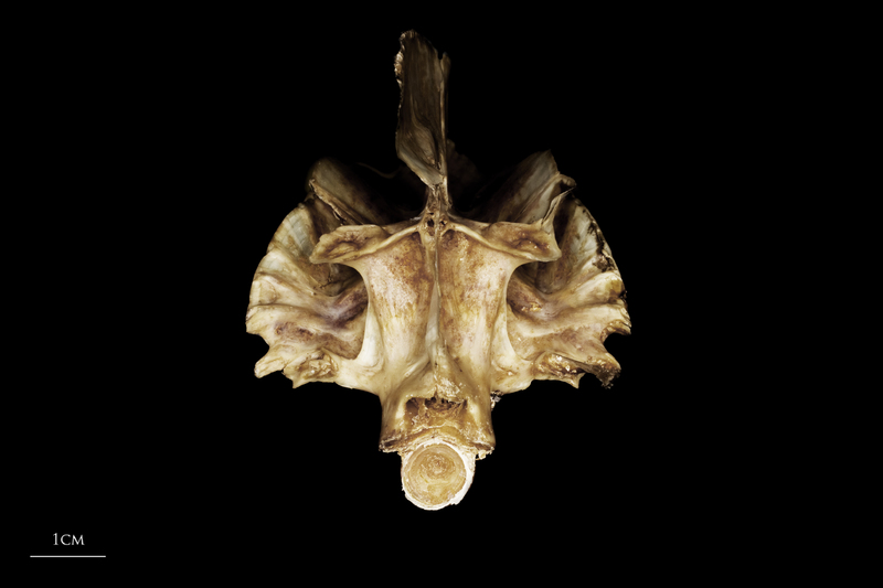 Greater amberjack parasphenoid basioccipital vomer complex posterior view