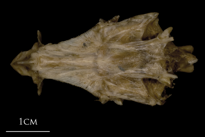 White grouper parasphenoid basioccipital vomer complex dorsal view