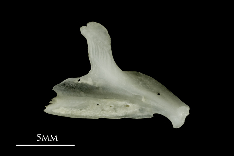 Roach dentary medial view