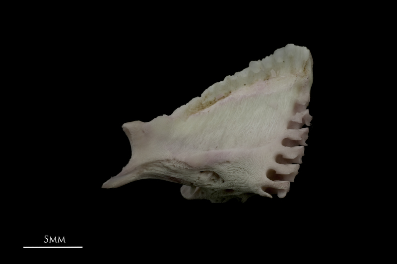 Parrot fish dentary medial view