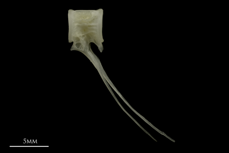 Grayling precaudal vertebra lateral view