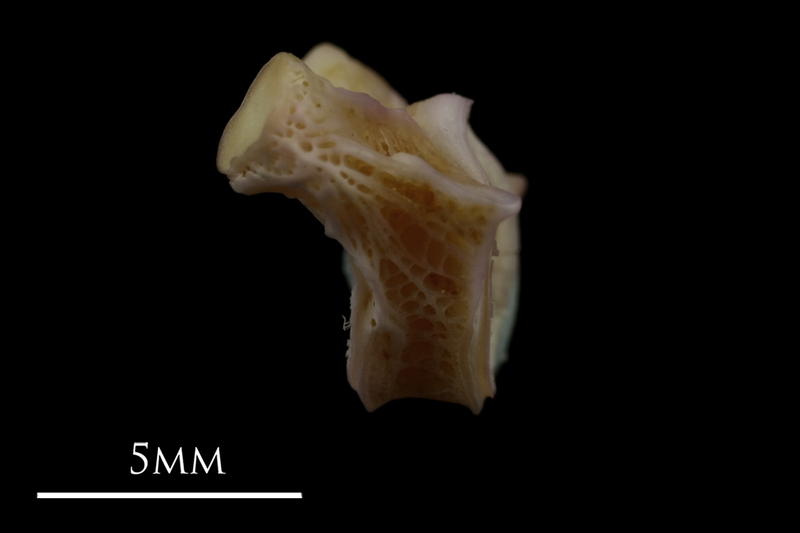 Tub gurnard first vertebra lateral view