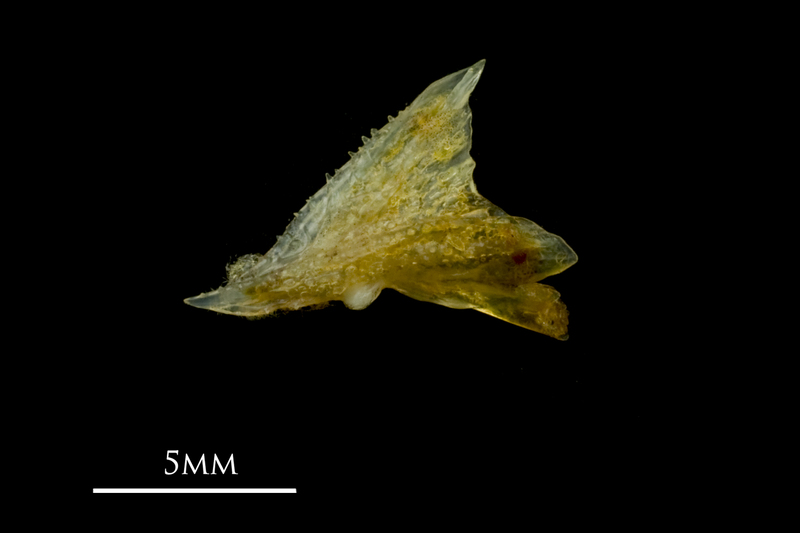 Grey gurnard palatine lateral view