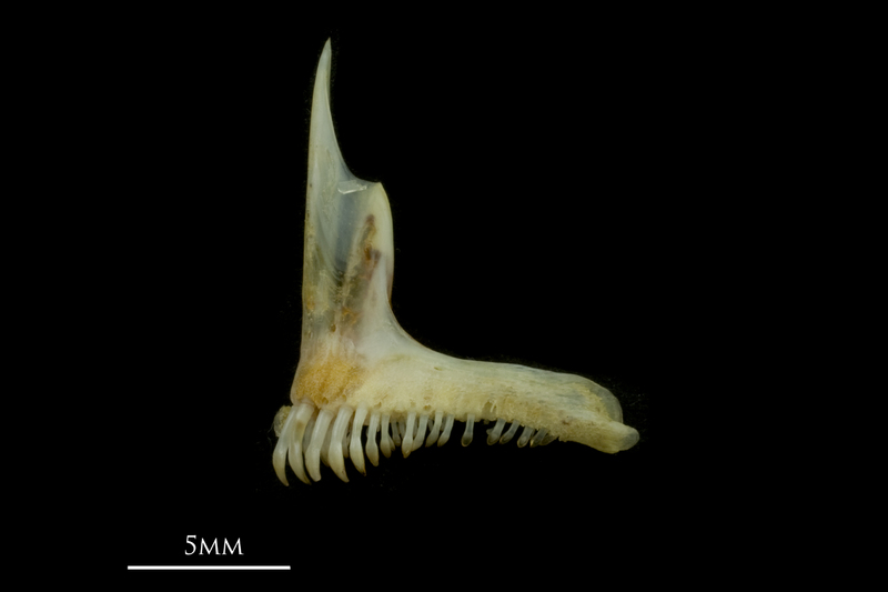 Black seabream premaxilla lateral view