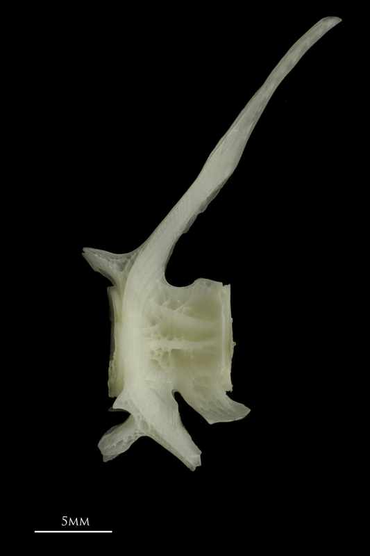 Burbot precaudal vertebra lateral view