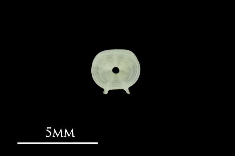 European pilchard precaudal vertebra anterior view