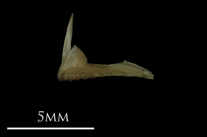 Eelpout premaxilla lateral view