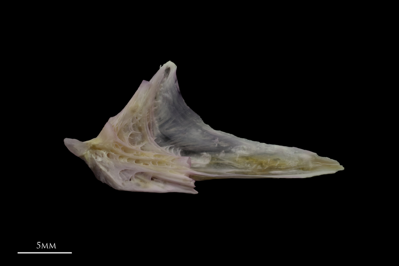 Tub gurnard articular medial view