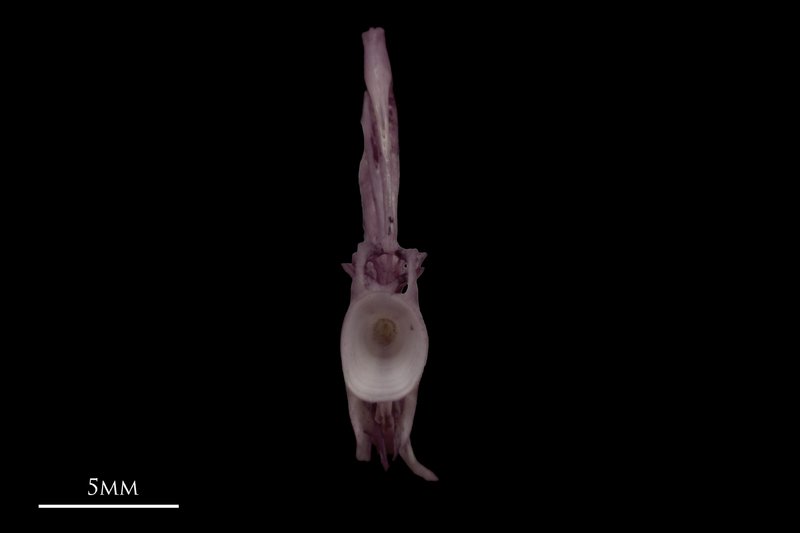 Wels catfish ultimate vertebra anterior view