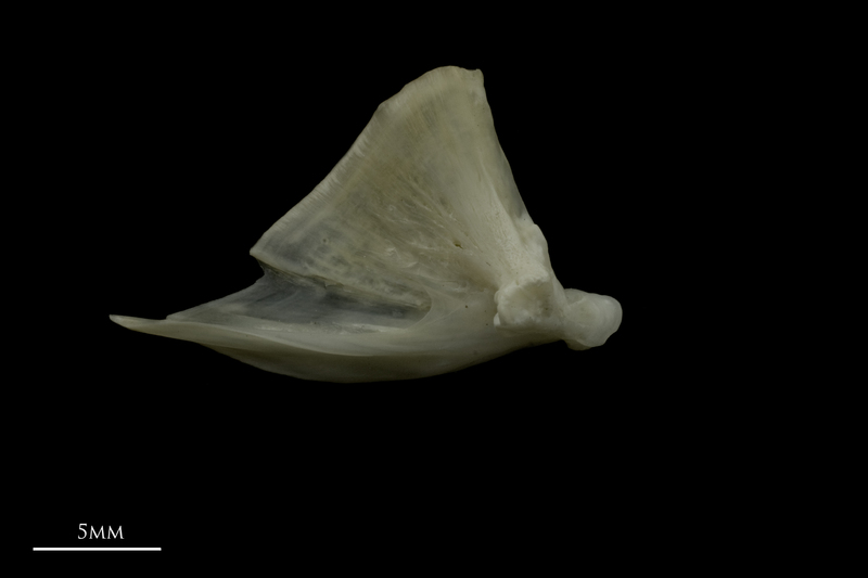 Zander quadrate medial view