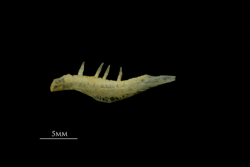 Gilthead seabream pharyngeal lateral view