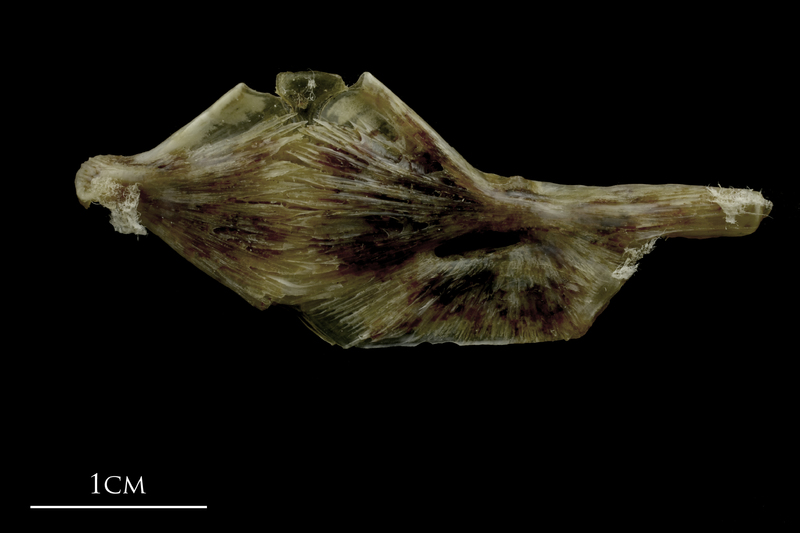 Brill ceratohyal epihyal complex medial view