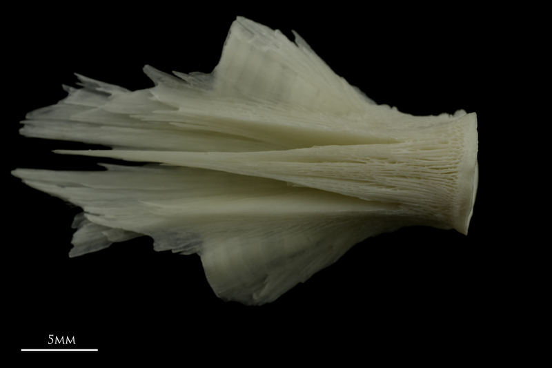 Burbot basioccipital ventral view