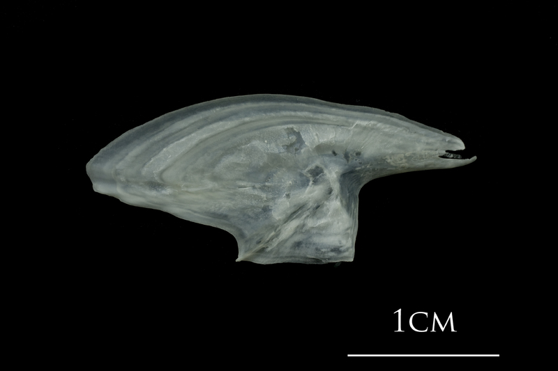 European plaice subopercular lateral view