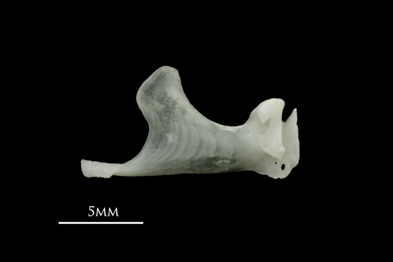 Roach maxilla medial view